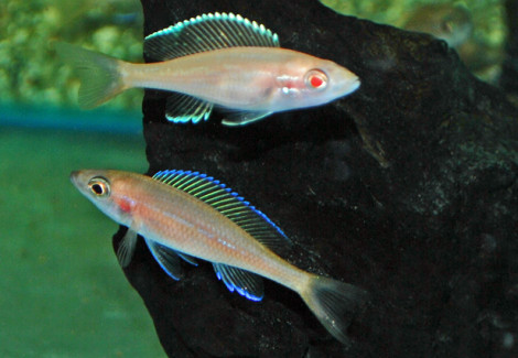 Paracyprichromis Nigripinnis Albino L