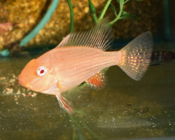 Acarichthys Heckelii Variatus Albino L
