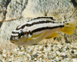 Melanochromis Auratus M