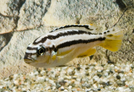 Melanochromis Auratus M