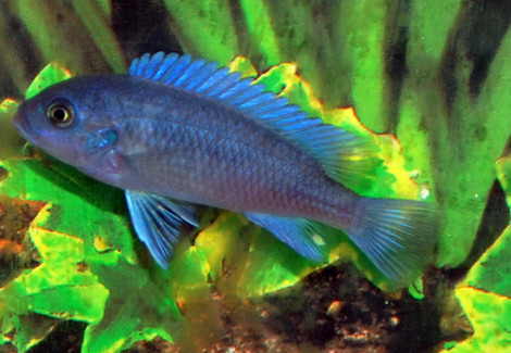Pseudotr. Callainos M