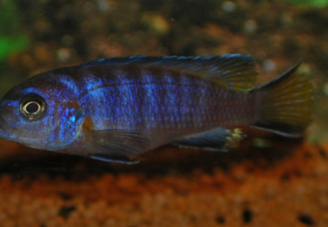 Pseudotropheus Elongatus Mpanga L