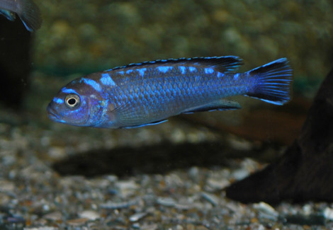 Pseudotropheus Elongatus Neon Spot M/L
