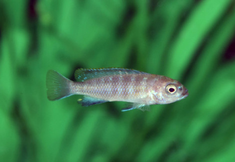Pseudotr. Flavus M