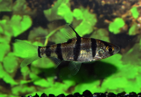 Desmopuntius Hexazona M