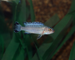 Pseudotropheus Socolofi S