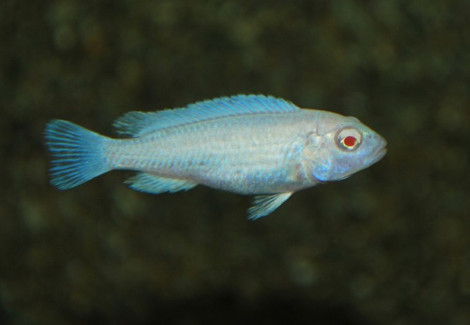 Pseudotr. Socolofi Albino M