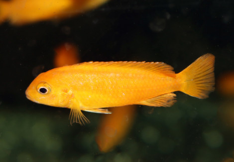 Pseudotropheus Saulosi Coral M