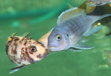Metriaclima Zebra Mbenji F1 M