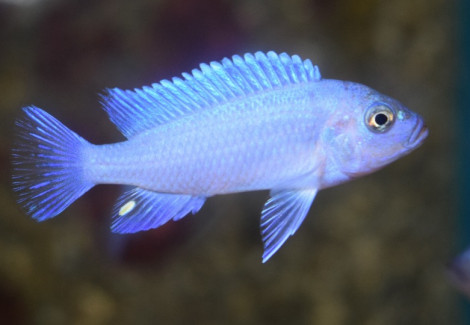 Maylandia Zebra Blue L