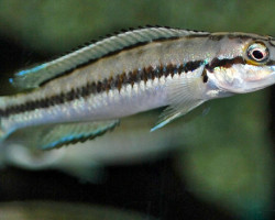 Telmatochromis Vittatus M
