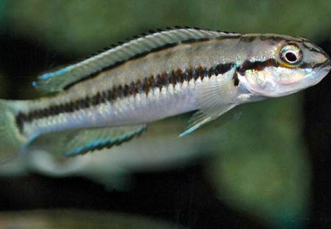 Telmatochromis Vittatus M
