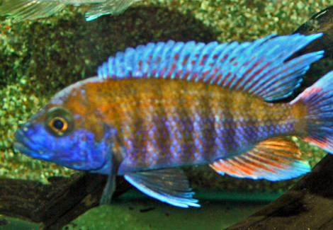 Aulonocara Jacobfreibergi S