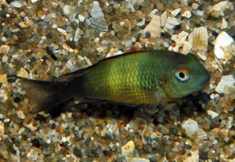 Tropheus Moorii Ikola S/M