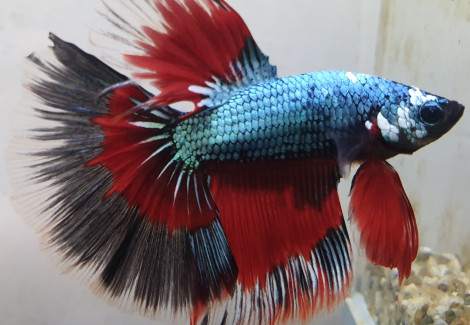 Betta Splendens Halfmoon Dragon Maschio Xl