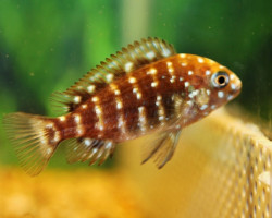 Tropheus Duboisi S