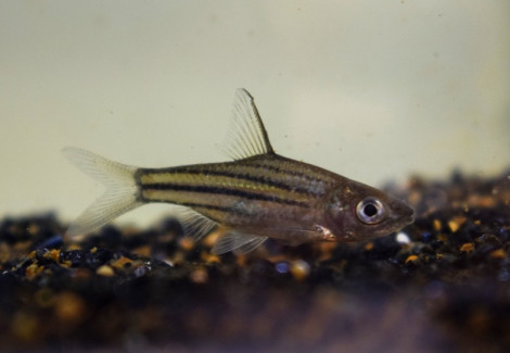 Striuntius Lineatus M/L