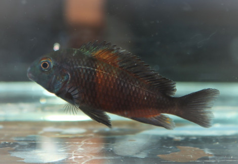 Tropheus Moorii Bulu Point M
