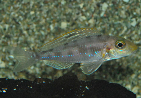 Xenotilapia Papilio M