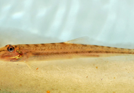 Acantopsis Dialuzona Xxl