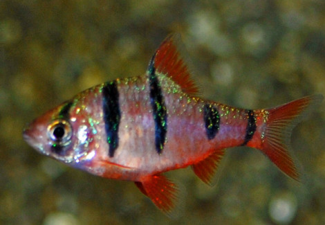 Desmopuntius Pentazona M