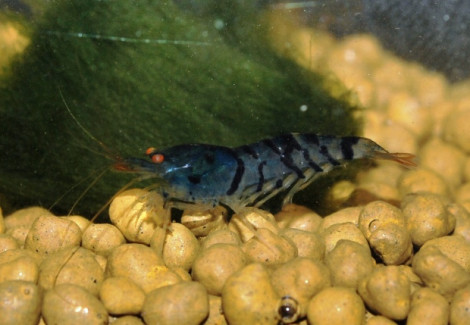 Caridina Cantonensis Blue Tiger S