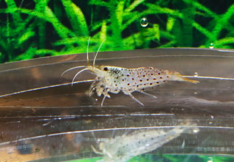 Caridina Rubropunctata M