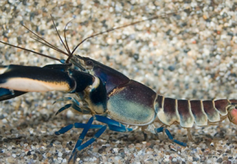 Cherax Pulcher Xl