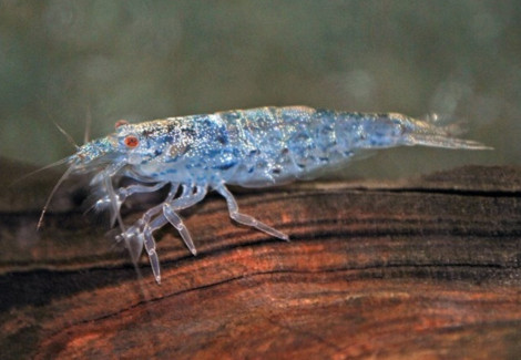 Atyoida Pilipes M