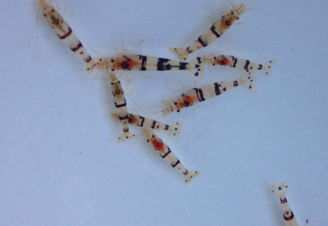 Caridina Sp. Raccoon Tiger L