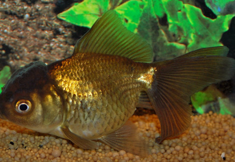 Car. Aur. Brown Oranda 5/6