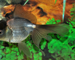Car. Aur. Blue Oranda  6/7