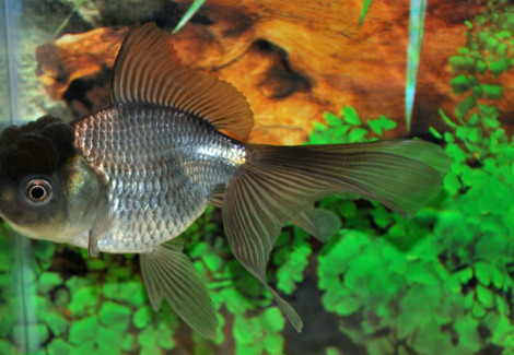 Car. Aur. Blue Oranda  6/7