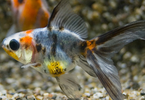 Car. Aur. Calico Fantail 7/8