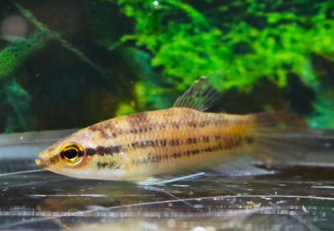 Betta Raja L