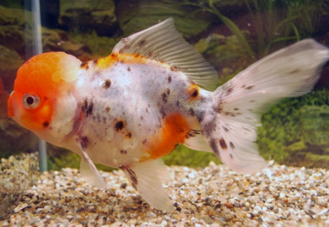 Car. Aur. Calico Oranda  6/7
