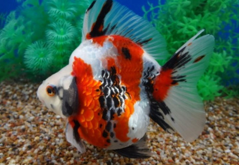 Car. Aur. Calico Shorttail Ryukin 7/8