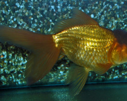 Car. Aur. Copper Oranda 6/7