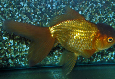 Car. Aur. Copper Oranda 6/7