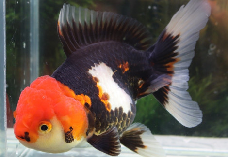Car. Aur. Tricolor Oranda 7/8