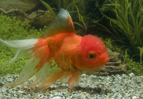Car. Aur. Red Oranda  6/7