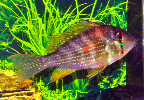 Acarichthys Heckelii S