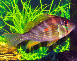 Acarichthys Heckelii M