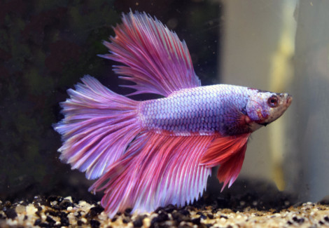 Betta Sp. Halfmoon Lavender Maschio Xl