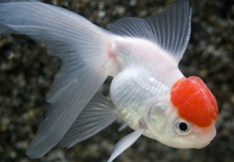 Car. Aur. Redcap Oranda  6/7