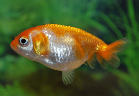 Car. Aur. Ranchu Red/White 5/6