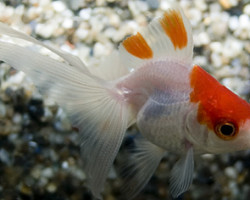 Car. Aur. Red7White Fantail  3/5