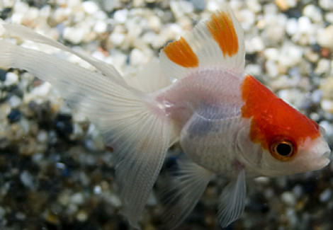 Car. Aur. Red7White Fantail  3/5