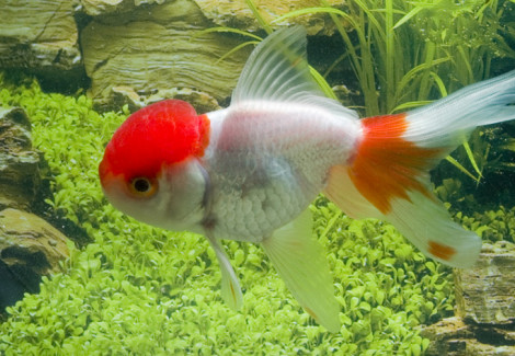 Car. Aur. Red/White Oranda  6/7
