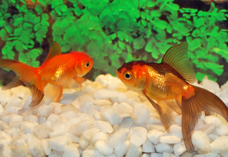 Car. Aur. Red/Black Oranda  6/7